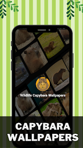 Capybara Wildlife Wallpapers