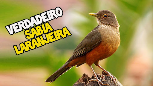 Canto de Sabiá Laranjeira Screen 3