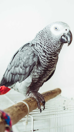 African Gray Parrot Wallpaper
