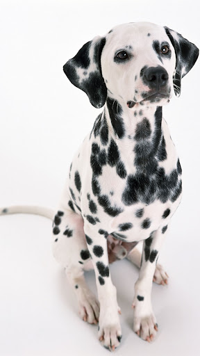 Android application Dalmatian screenshort