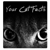 Your Cat Facts icon