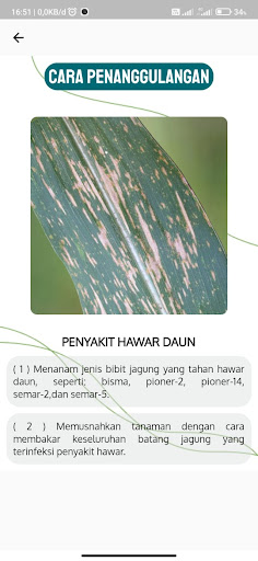 Coditor: Corn Disease Detector Screen 3