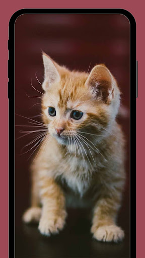 Android application Cute Cats wallpapers HD+ screenshort