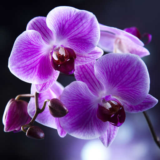 Orchids Live Wallpaper  Icon