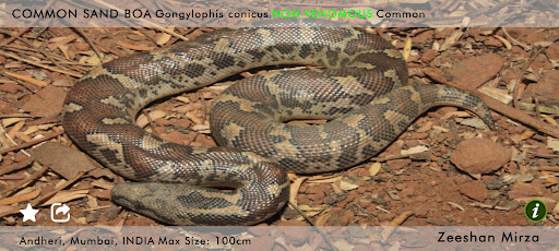 Snakes eGuide Screen 2