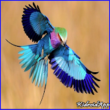 Beautiful Bird Gallery icon