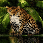 Angry Forest Leopard LWP Apk
