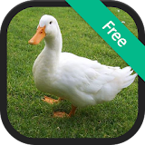 Duck Sounds and Ringtones icon