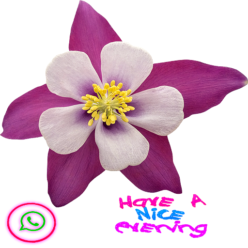 good evening stickers for whatsapp