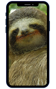 Sloth Wallpapers