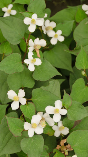 Ficus Cordata Wallpaper