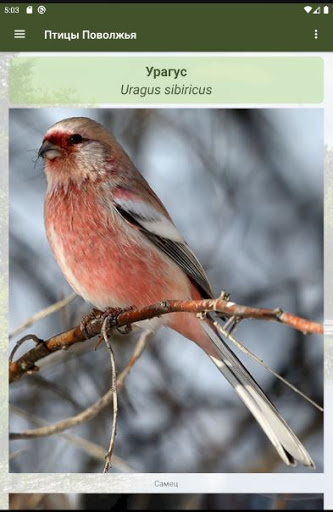 Птицы Поволжья