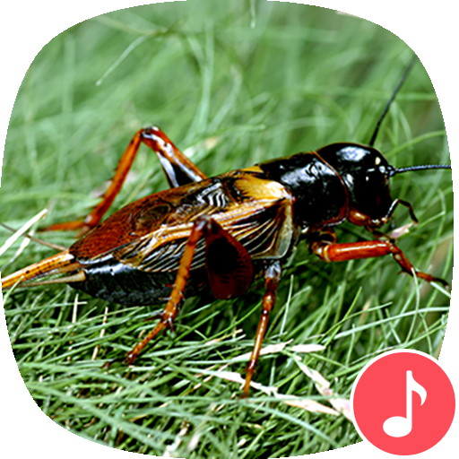 Appp.io - 귀뚜라미 소리 Windows에서 다운로드