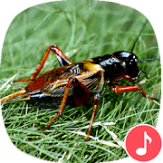 Appp.io - Crickets Sounds