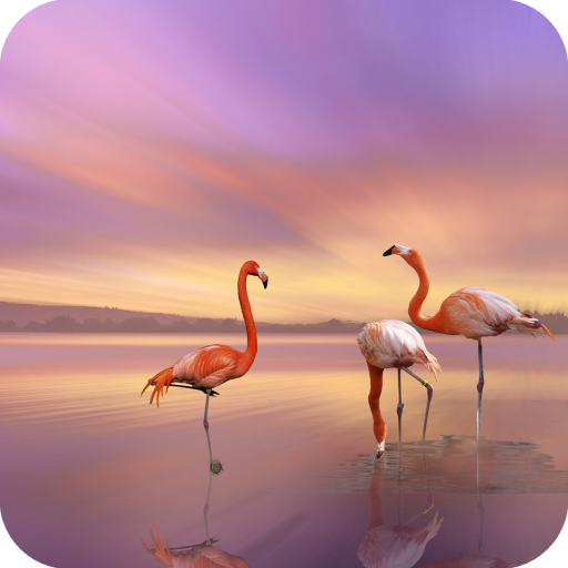Flamingo Wallpaper - AppWisp.com