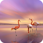 Cover Image of ดาวน์โหลด Flamingo Wallpaper  APK