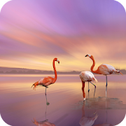 Flamingo Wallpaper 4K Latest