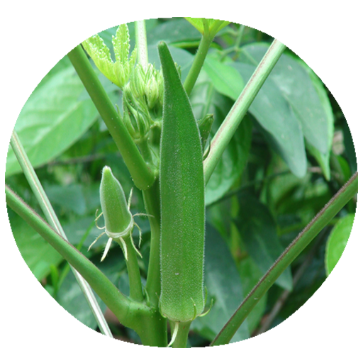 How to cultivate Lady-Fingers 