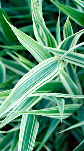 Spider Plant Wallpaper