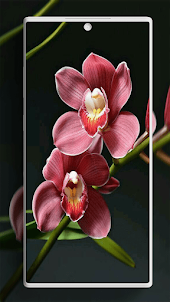 Orchideen-Hintergründe
