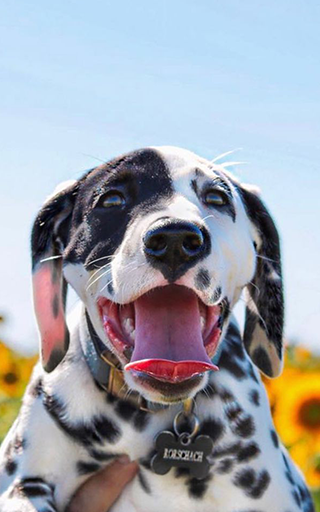 Dalmatian Wallpapers Screen 2