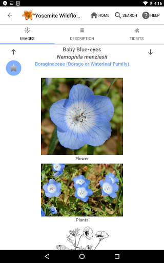 Screenshot of Yosemite Wildflowers