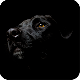 Labrador Black Wallpaper icon