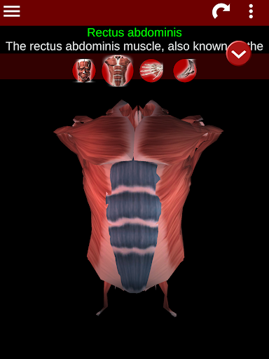 Muscular System 3D (anatomy) 2.0.8 Screenshots 18