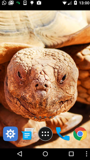 tortoise wallpaper Screen 2