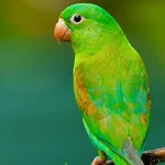Cover Image of Tải xuống Parrot Sounds  APK