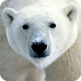 Polar Bear Live Wallpaper HD icon