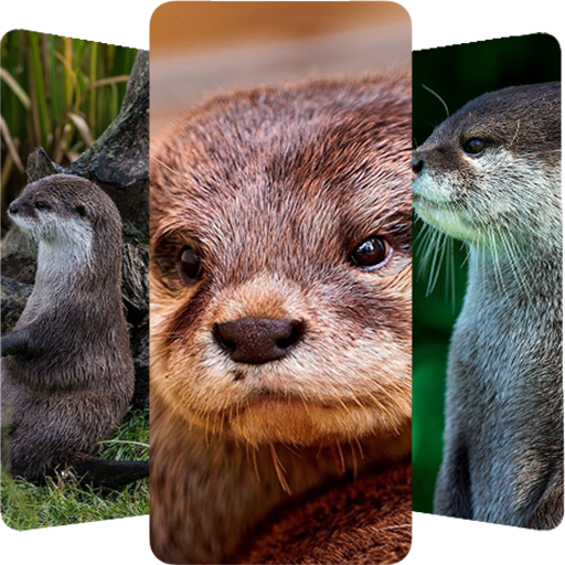 HD otters wallpapers