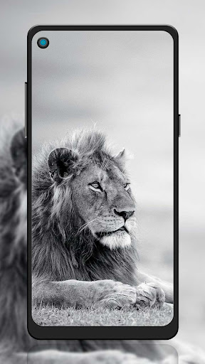 Download White Lion Wallpaper Hd Free for Android - White Lion Wallpaper Hd  APK Download 