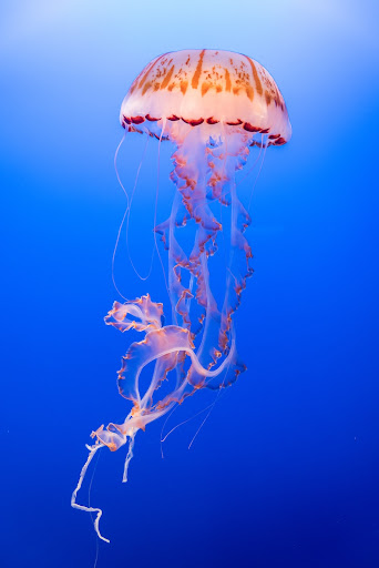 Samsung Galaxy F44 Wallpapers Screen 2