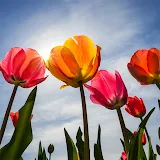 Tulips Wallpapers icon