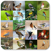 Top 20 Music & Audio Apps Like CHANTS ET BRUITS D'OISEAUX - Best Alternatives