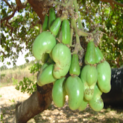 KALRO Cashew Nut