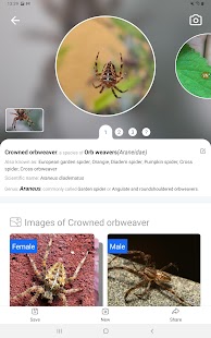 Picture Insect: Bug Identifier Screenshot