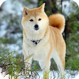 Akita Dog Live Wallpaper icon