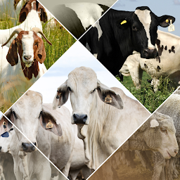 Veterinary Handbook: Download & Review