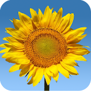 Sunflowers Live Wallpaper
