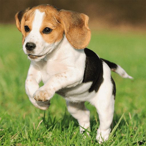 Android application Cute Puppy Jigsaw Puzzles screenshort