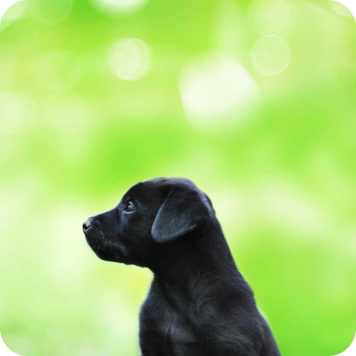 Black Dog Wallpaper logo