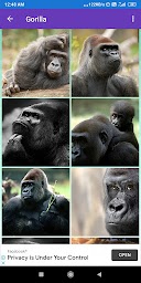 Bonobo, Chimpanzee, Gorilla, Monkey Wallpapers