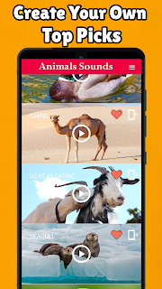Animals Sounds
