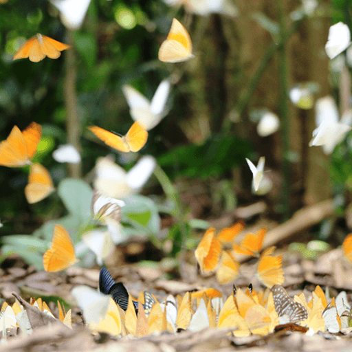 Butterfly Live Wallpaper logo