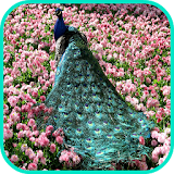 Peacock Wallpaper icon
