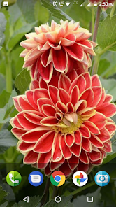 Dahlia Flower Wallpaper Hd Apps On Google Play