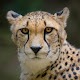 Cheetah Wallpapers HD Scarica su Windows
