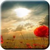 Sunrise Wallpapers HD icon